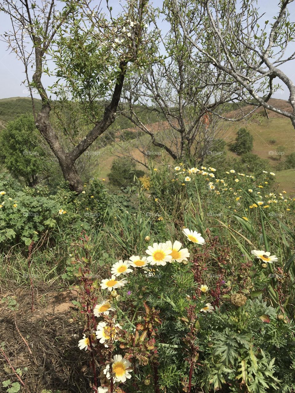 Wild daisies in orchard with almond trees