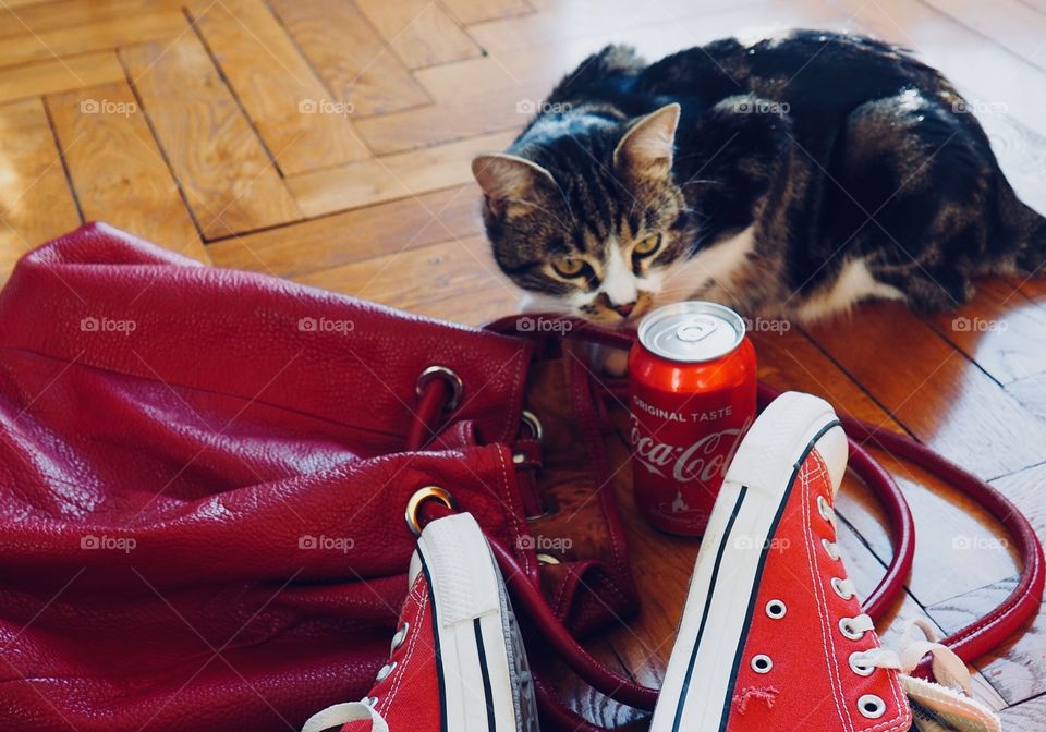 Coca cola can on hardwood floor next to red bag, sneakers and cat.