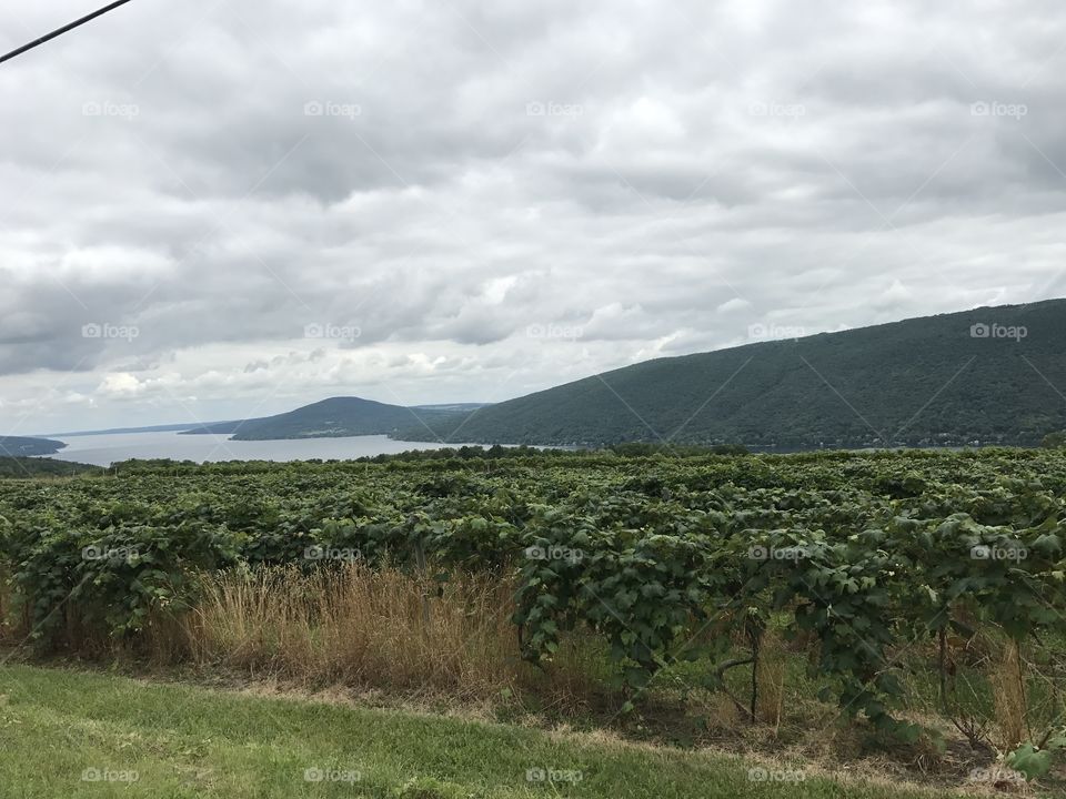 Vineyard on Canandaigua Lake 