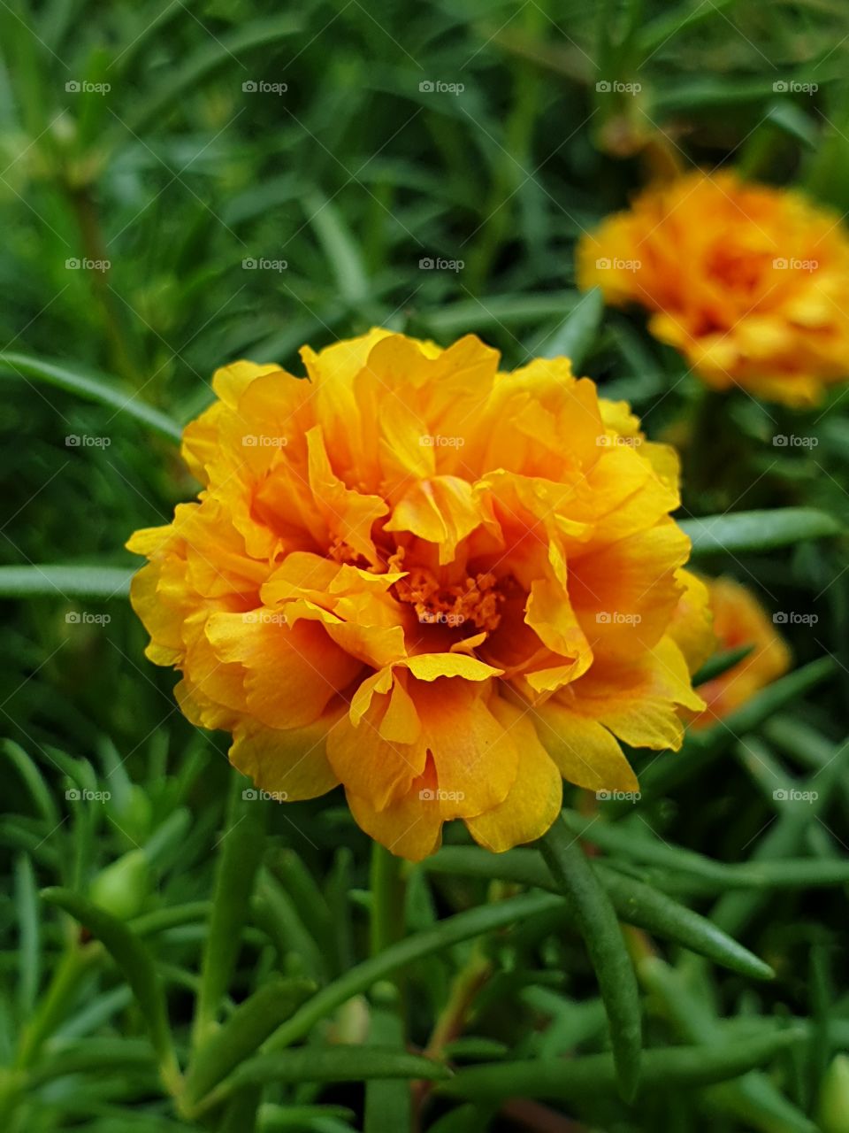 the portulaca grandiflora