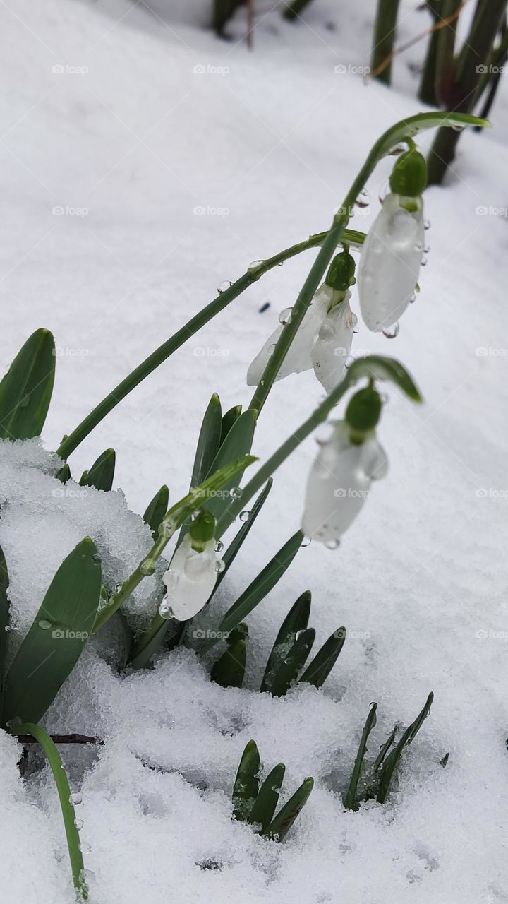 snowdrops in the snow