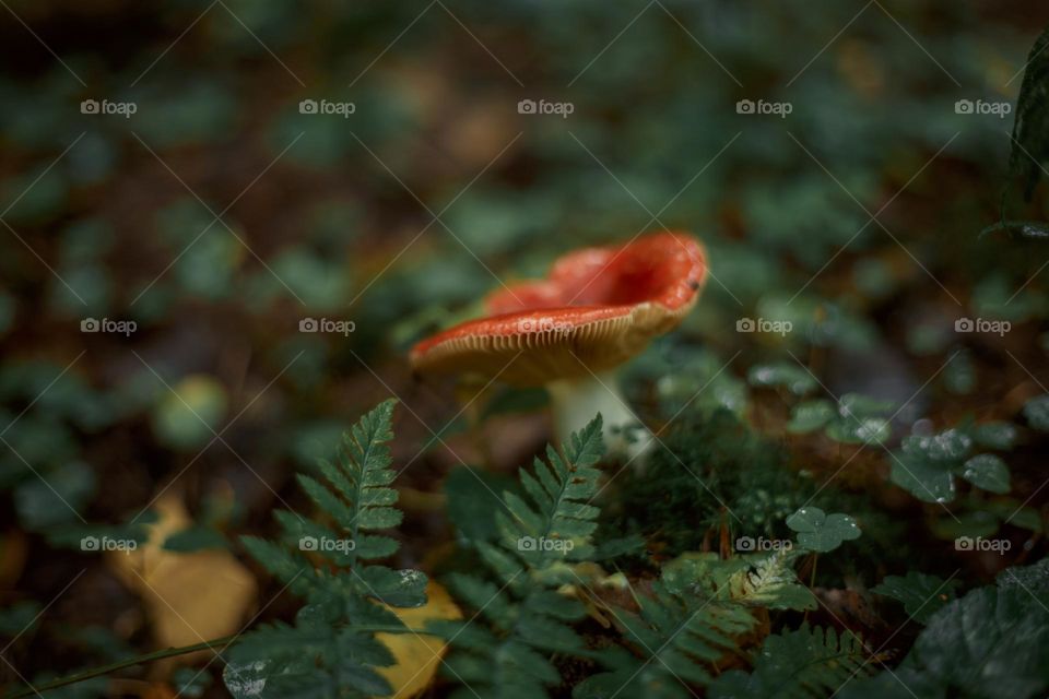 Mushrooms in a autumn sunny forest