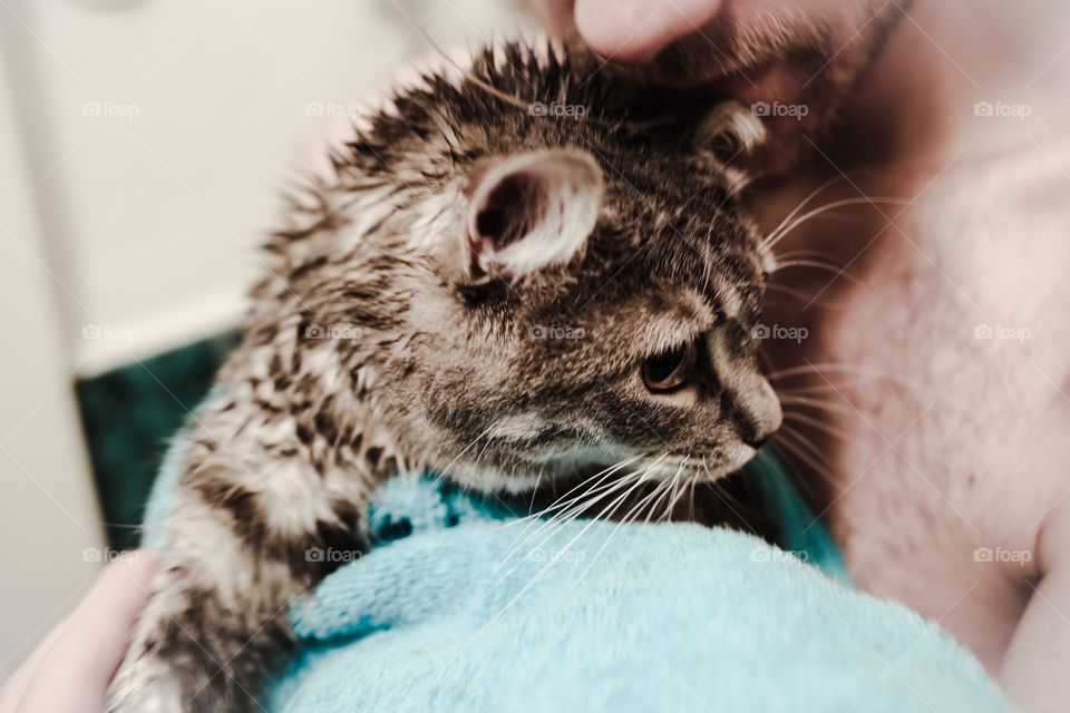 Wet cat 