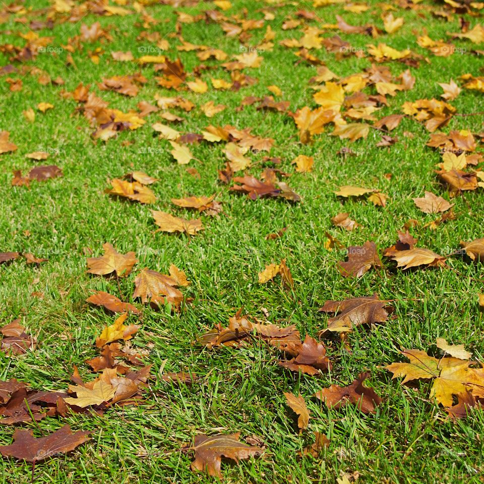 Shiny brown leaves contrast in the green grass on a sunny fall day. 