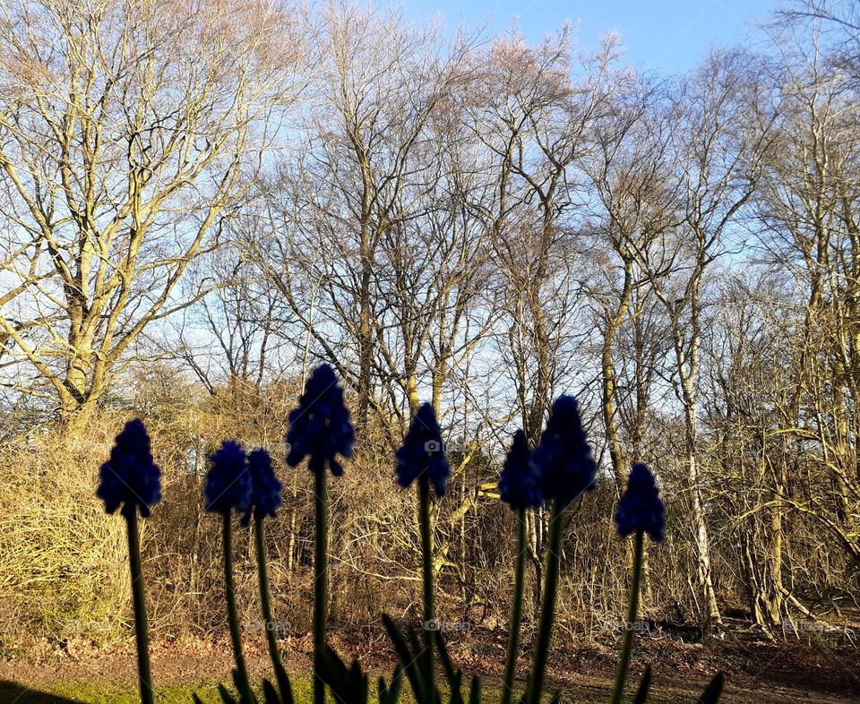 pearl hyacinth in the shade