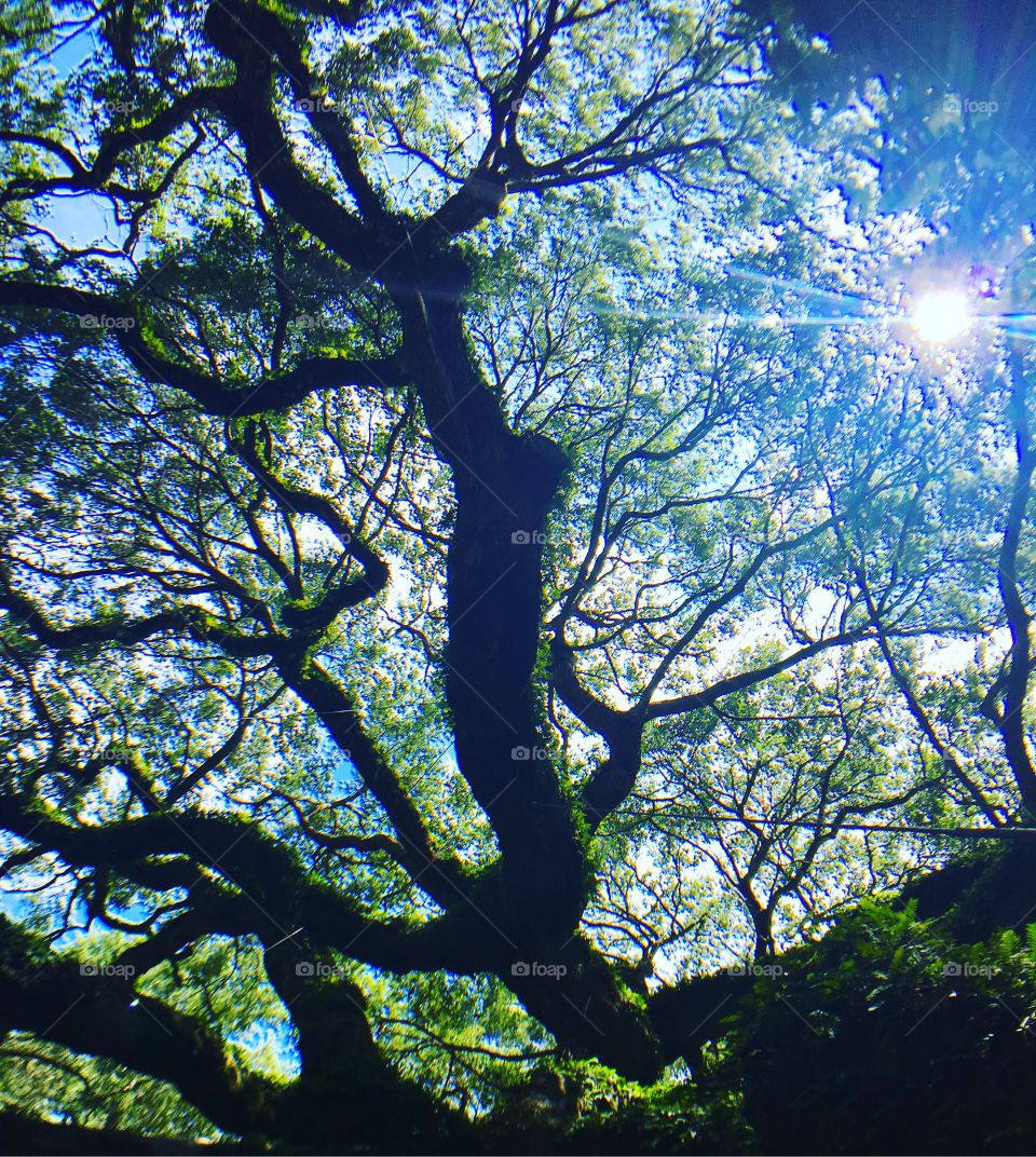 Oak Tree Branches in Sunlight