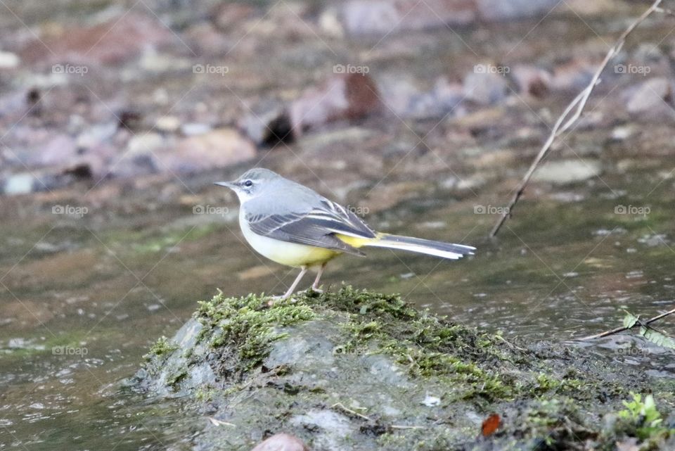 Wagtail
