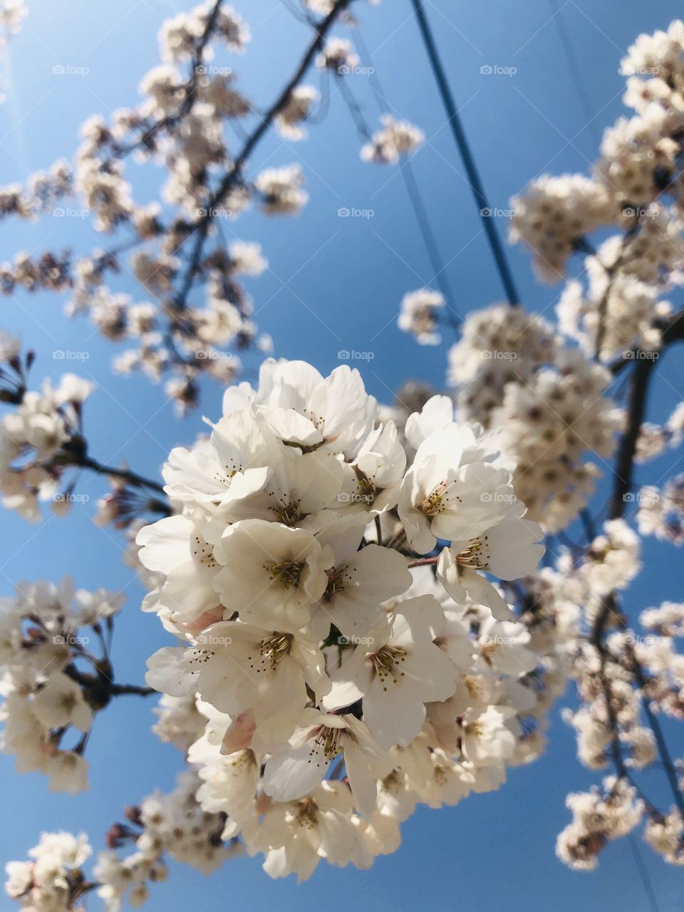 Nature, Flower, No Person, Cherry, Branch