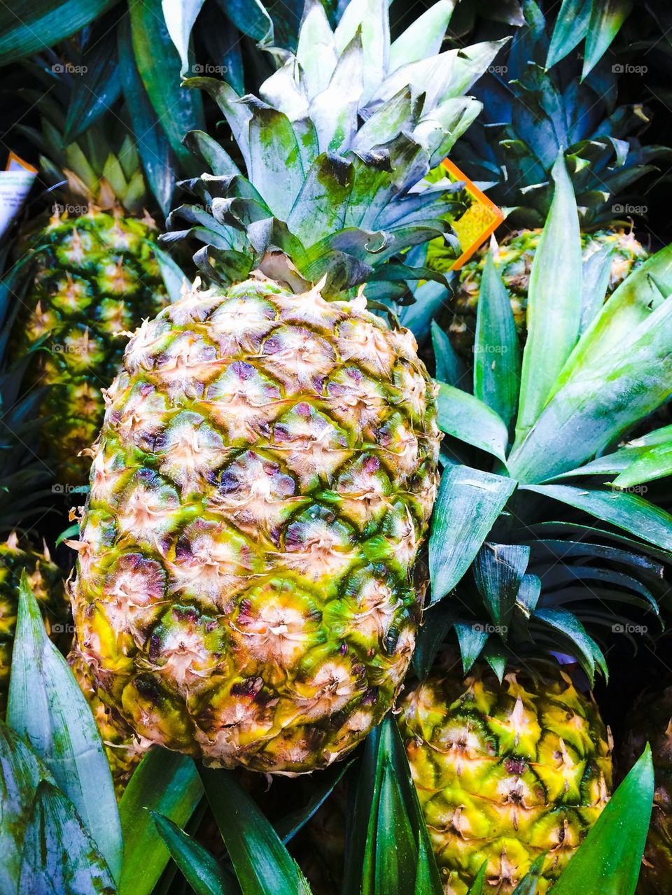 Pineapple