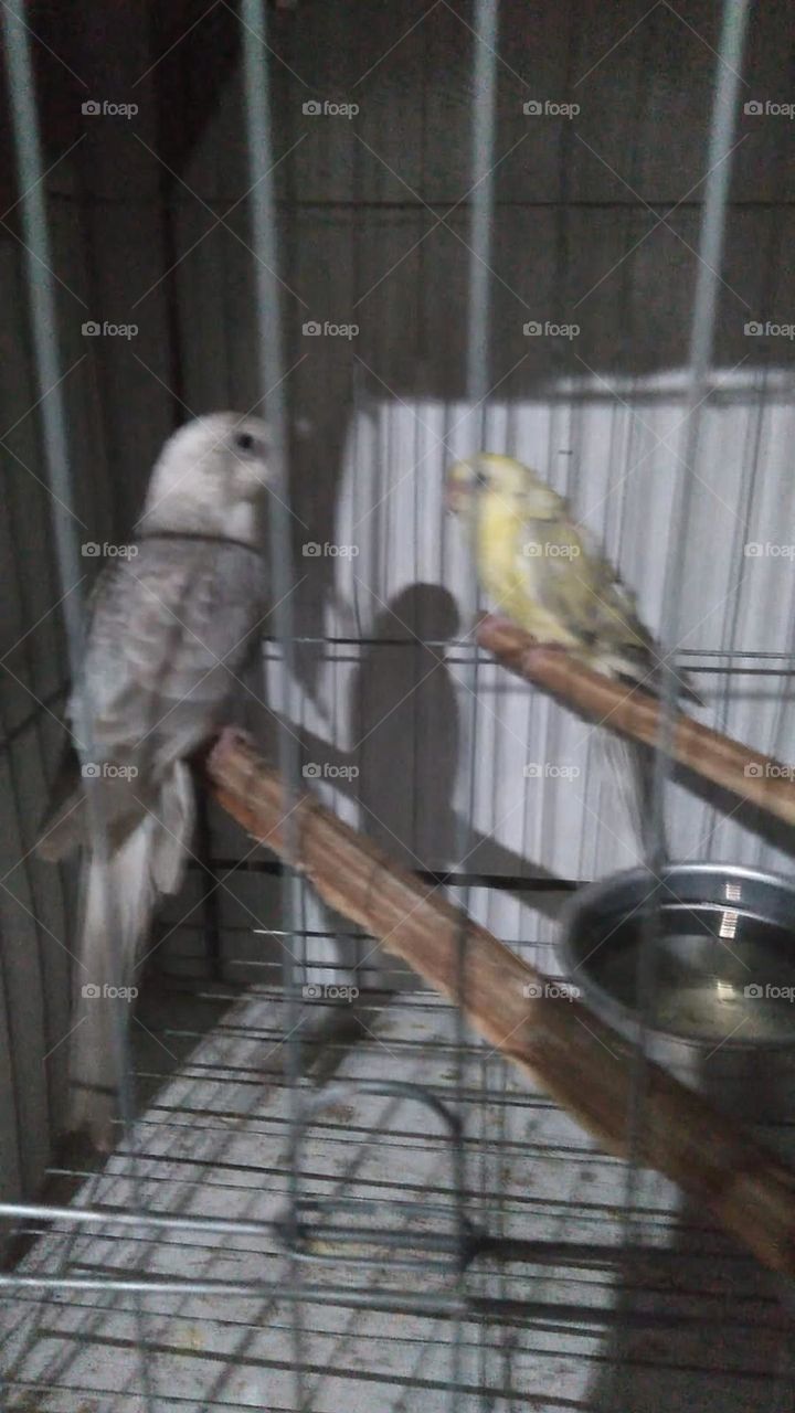 care for and protect birds. when nature offers danger. are direct from everyone