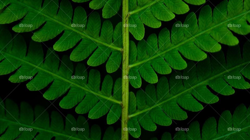 Fern leaf 