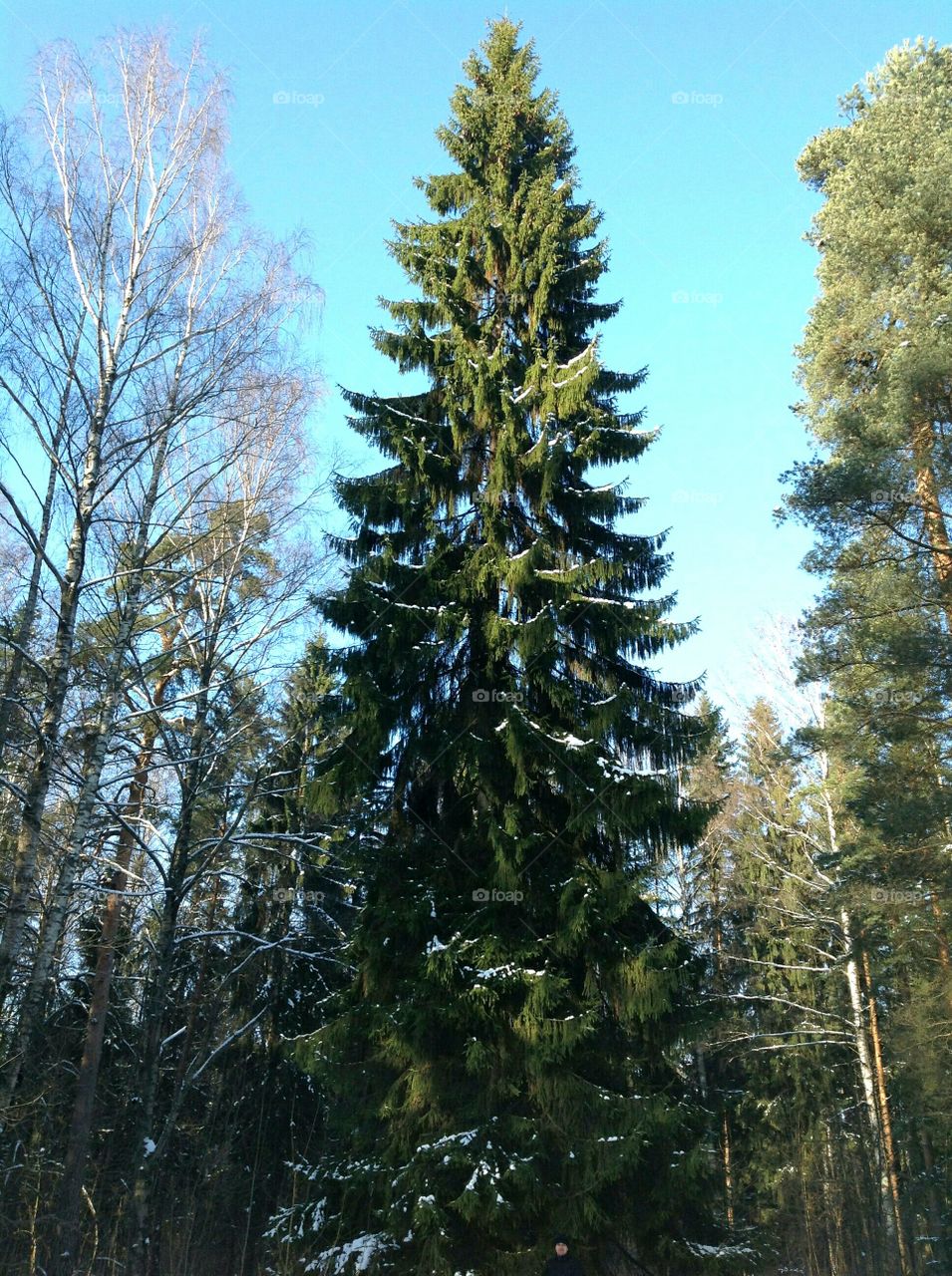 Very tall tree