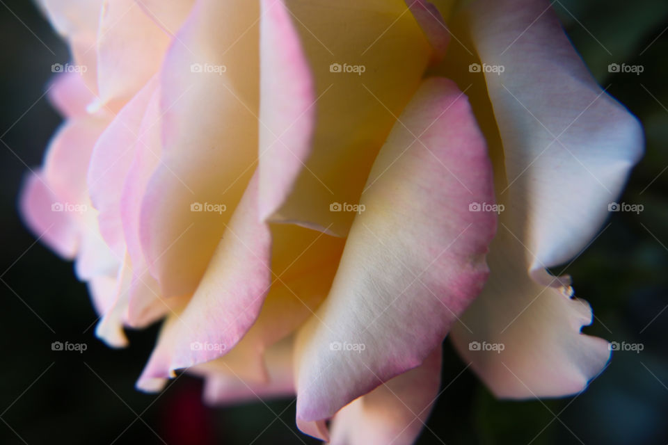 Macro photo of rose petals