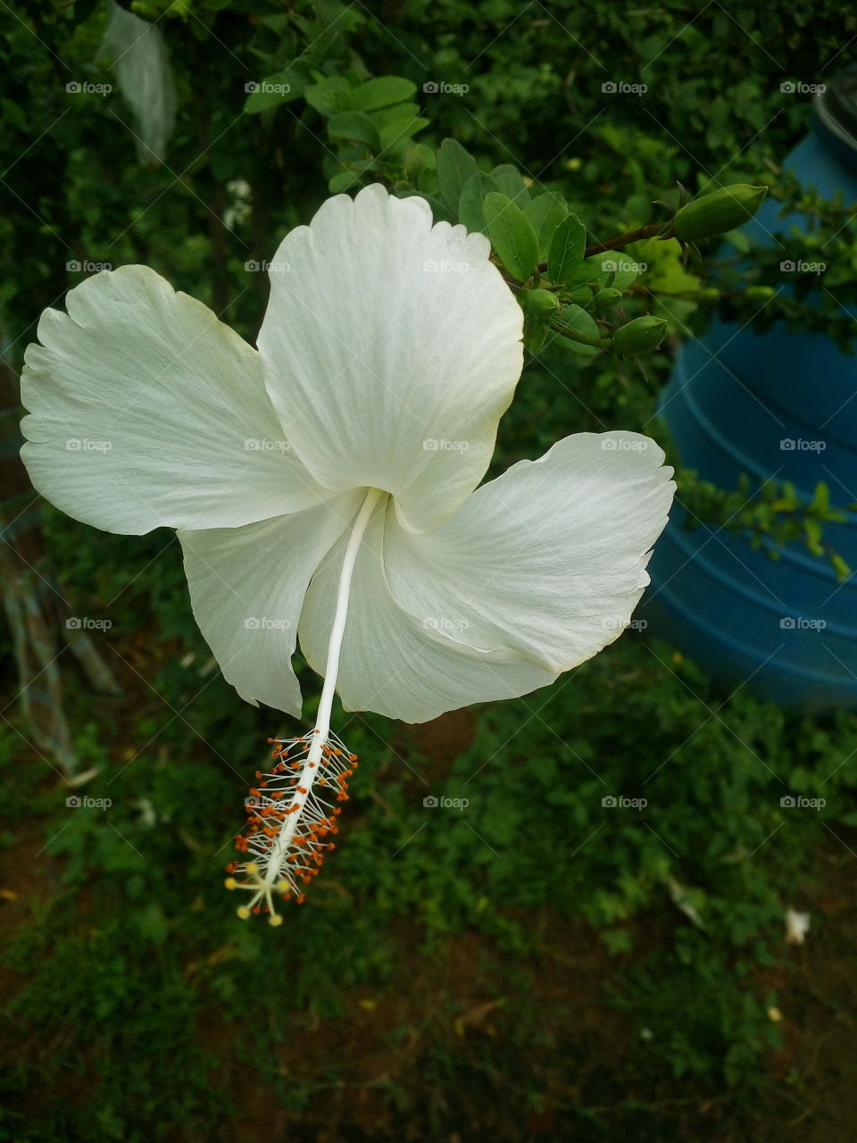 beautiful hibiscus white flower