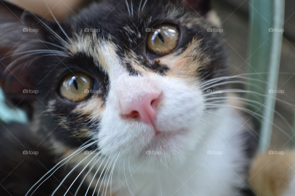 Cute Kitten. Our calico kitten Bonnie