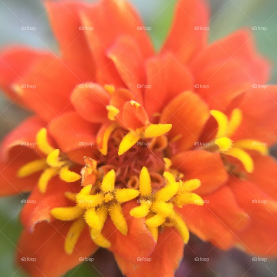 Orange Zinnia