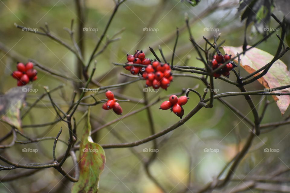 Flowering Dogwood in bloom 