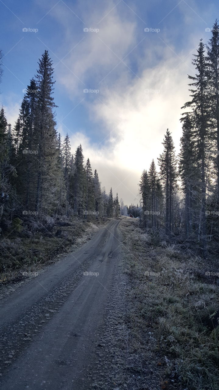 magical forest road