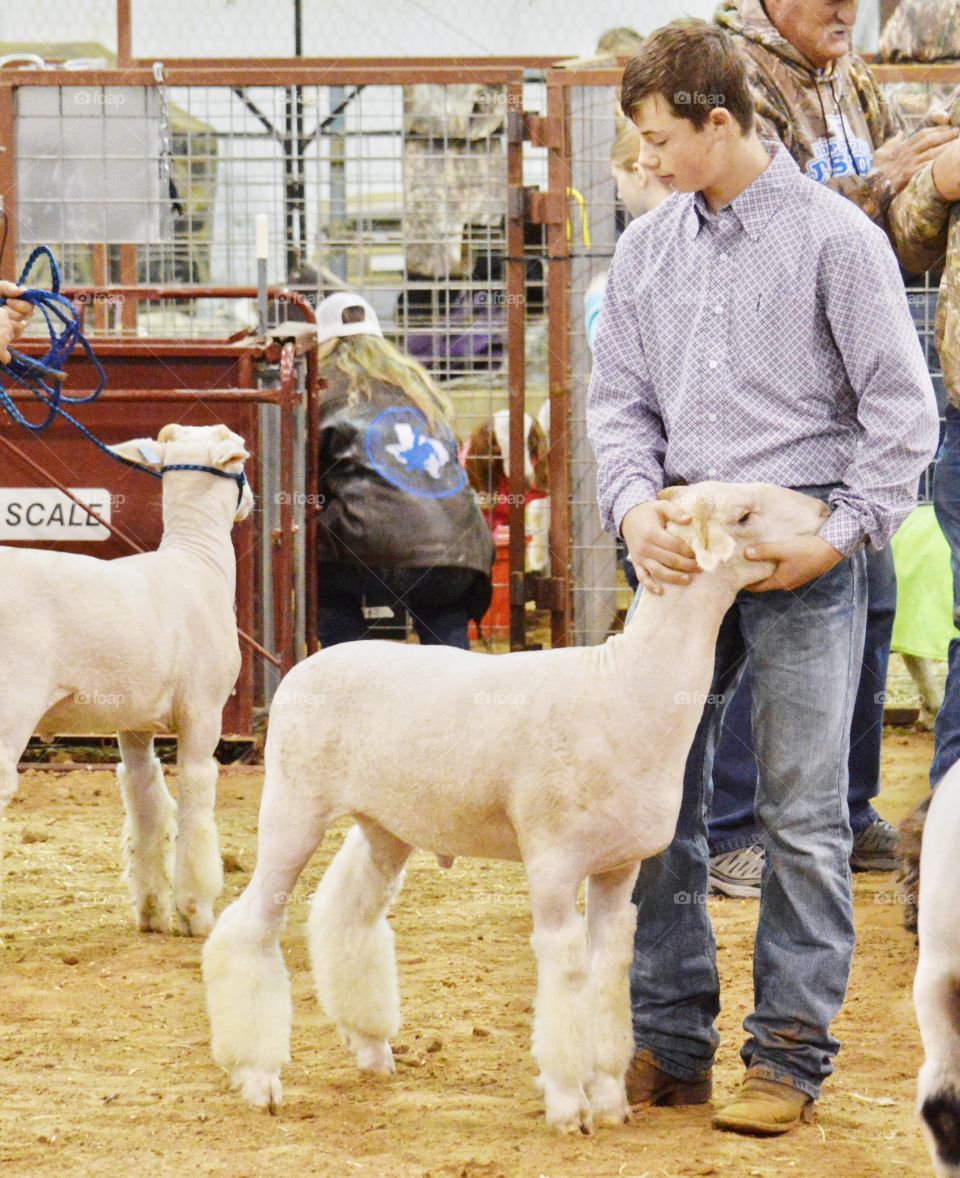 Boy loving his sheep