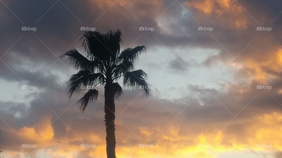 sunset Palm