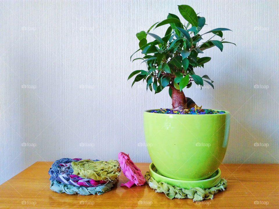 ficus plant brings joy