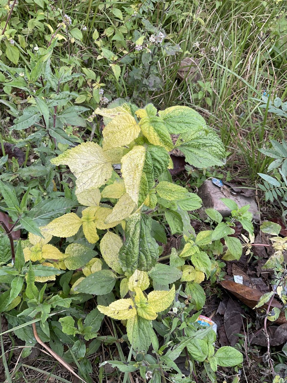 Nature’s creations 