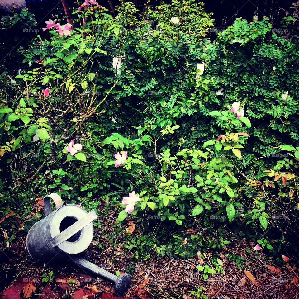 Watering Can 