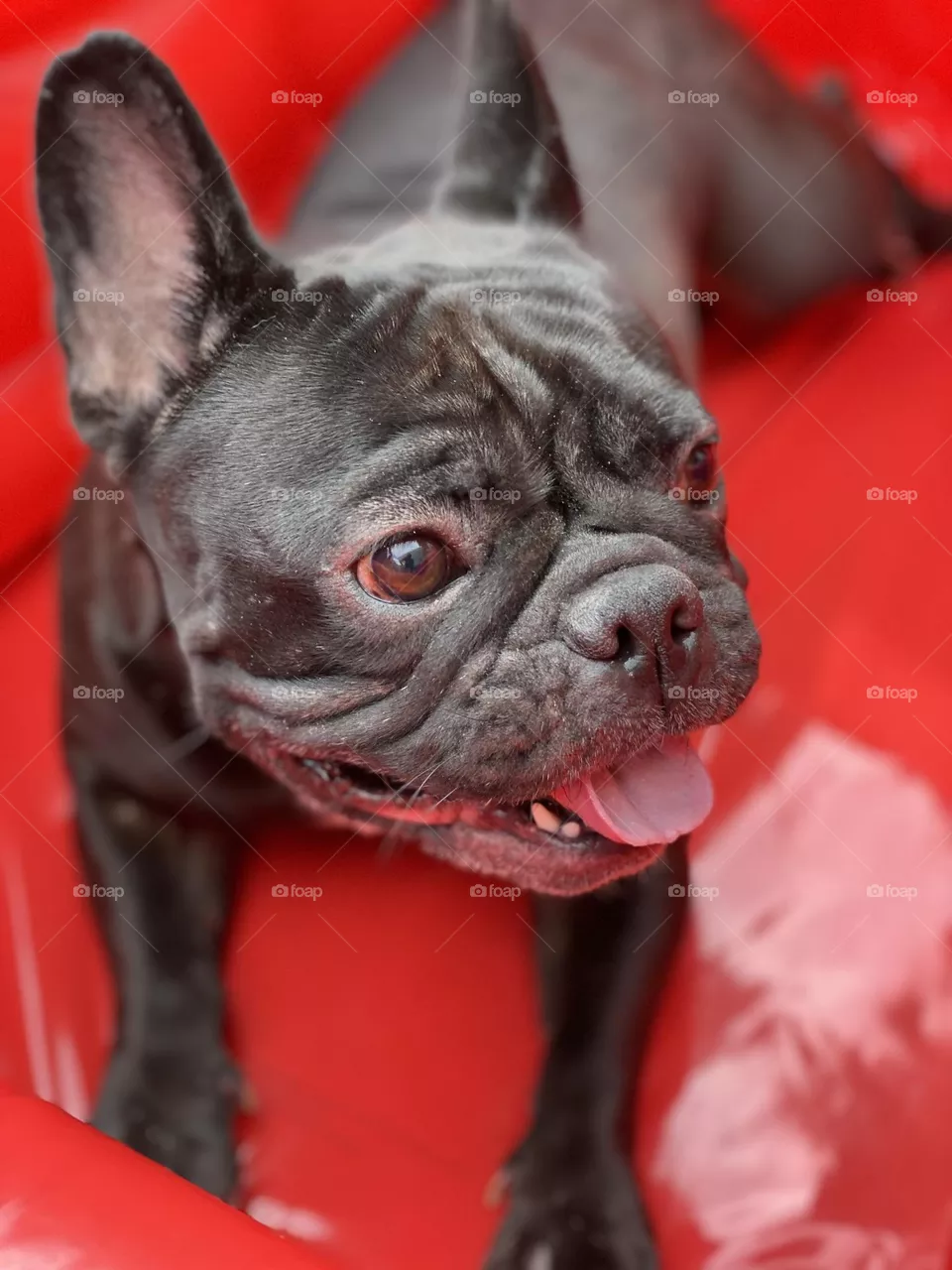 Tongue