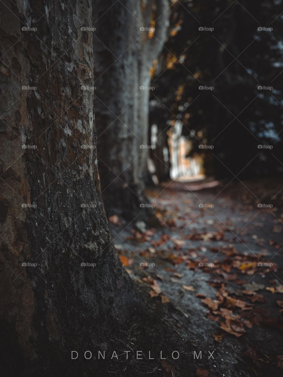 Forest in autumn 