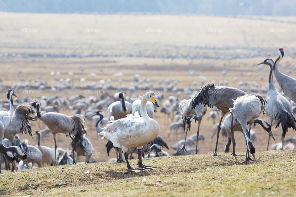 Swan surrounded by Crane birds at lake Hornborga Sweden, Svan omgiven av tranor, trandansen Hornborgasjön Sverige 