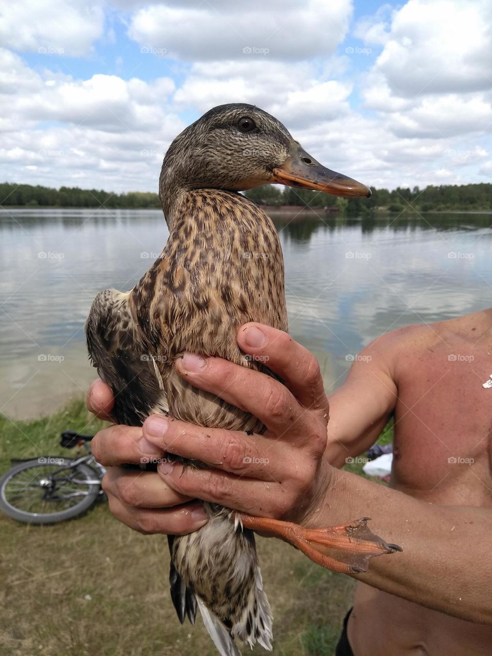 duck in the male hands