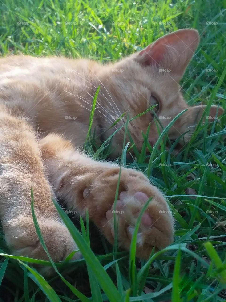 a ginger cat lying in the Grass relaxing enjoying the sun light