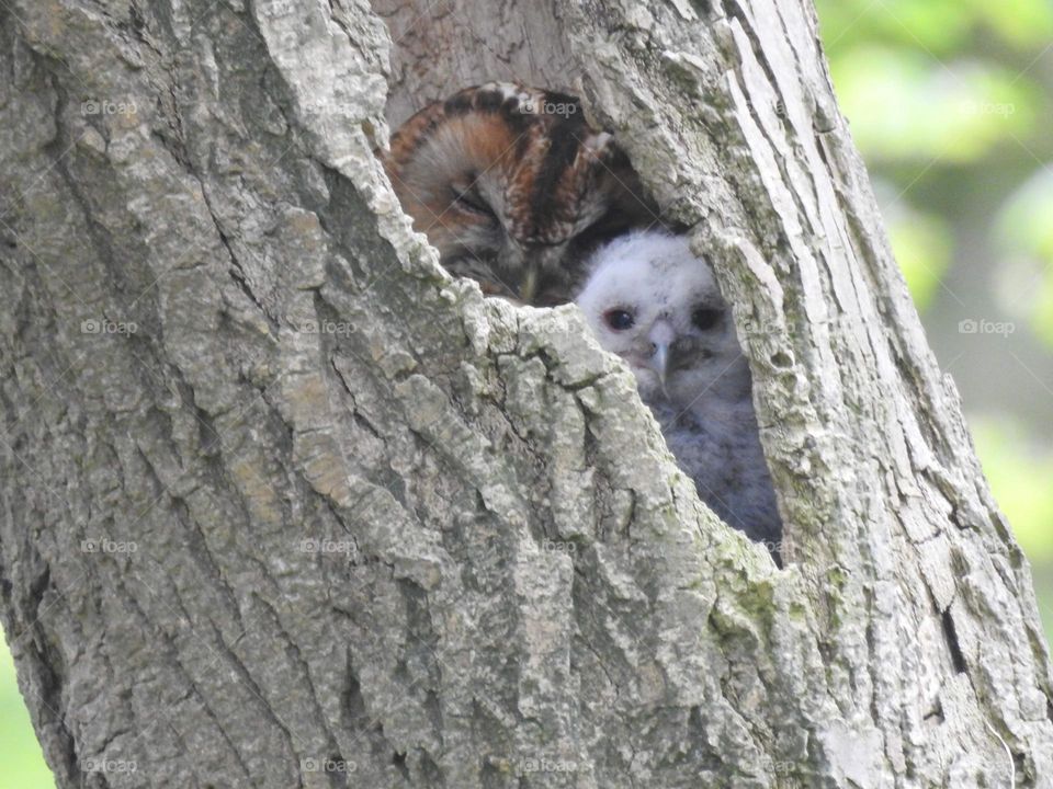 A owl and it’s young in a nest