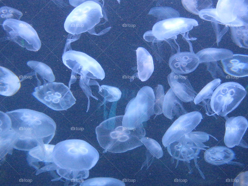 Jellyfish, Underwater, Aquarium, Swimming, Fish