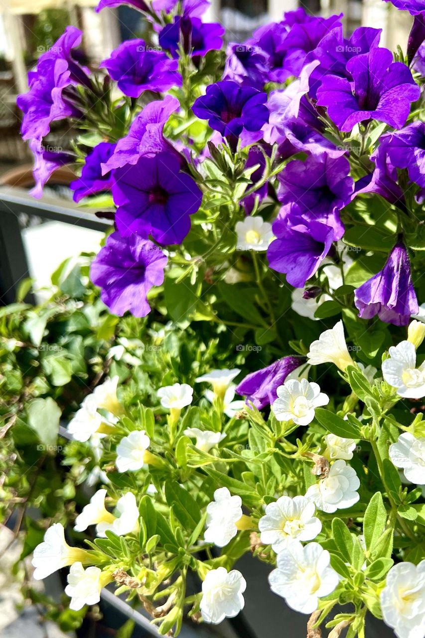 Petunias, surfinias and summer flowers