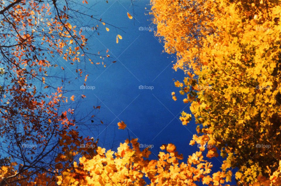 Blue Sky Yellow Leaves