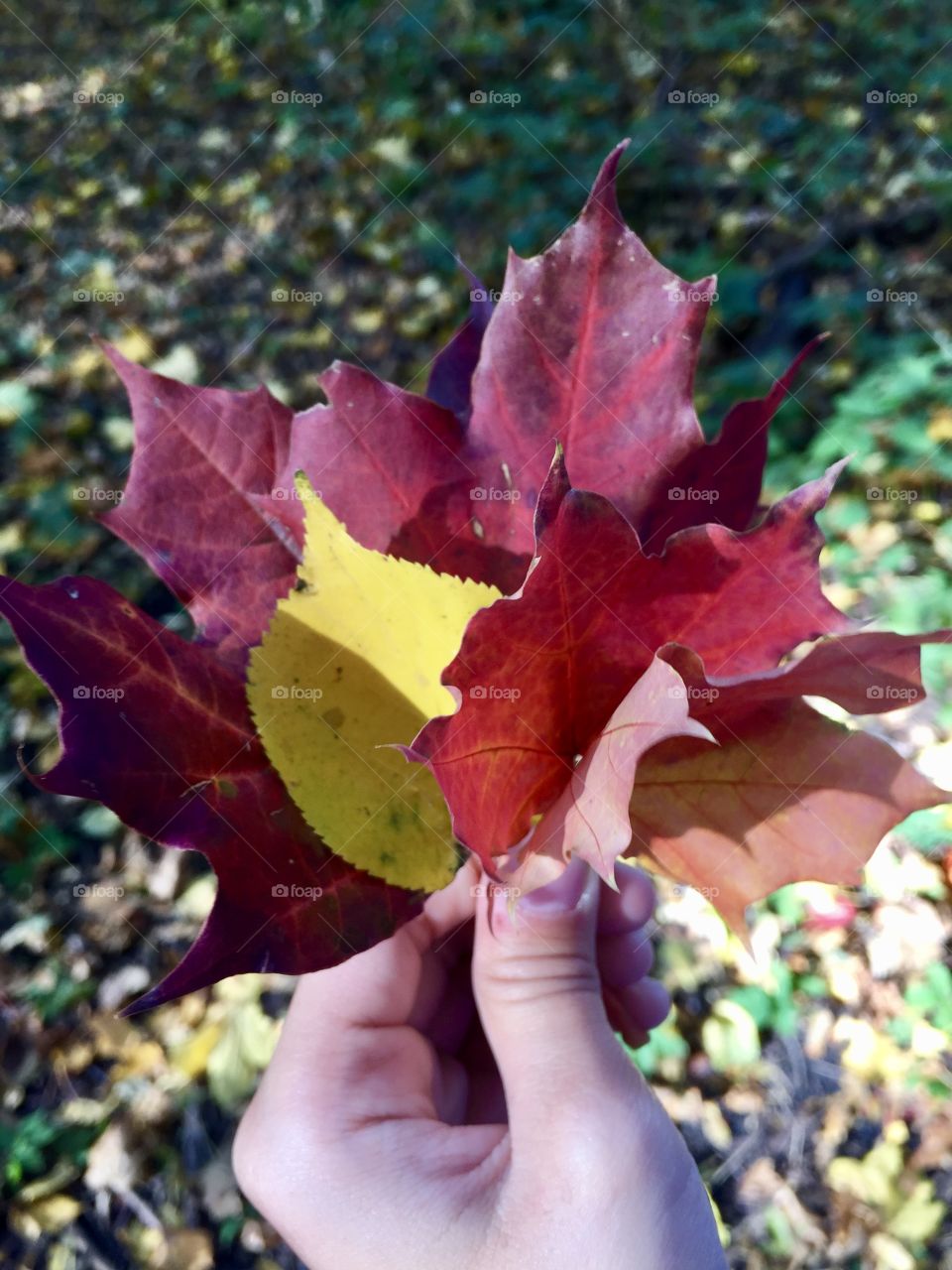 Autumn bouquet. Multi-colored maple leaves in the hands