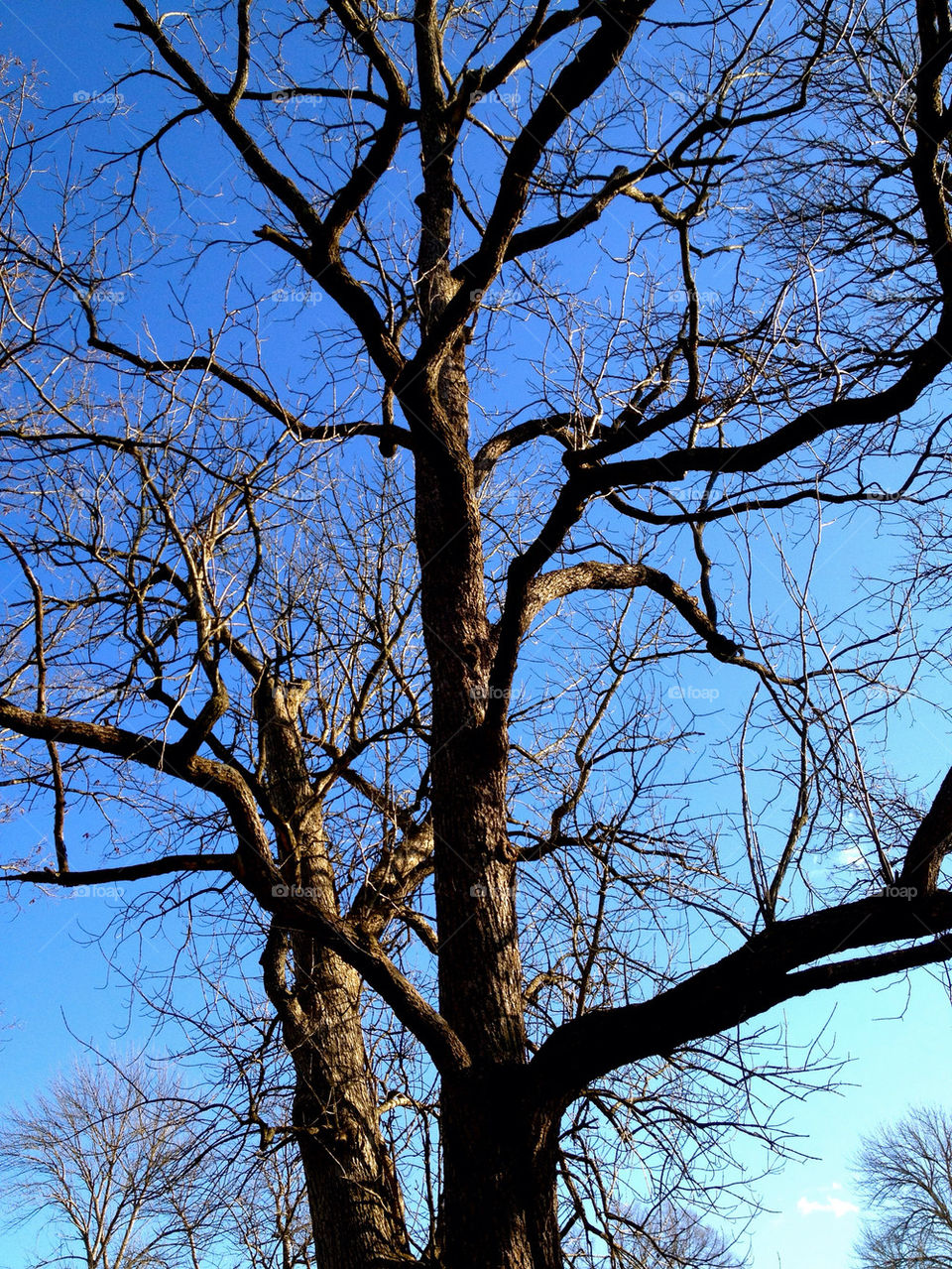 connersville indiana winter sky flora by refocusphoto