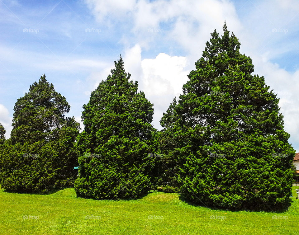 The pine trees