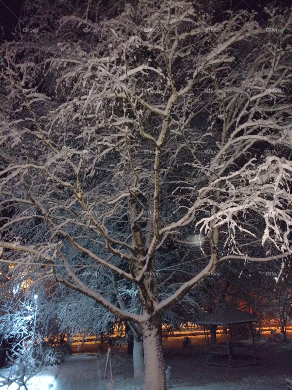Snowy tree on a winter night 2