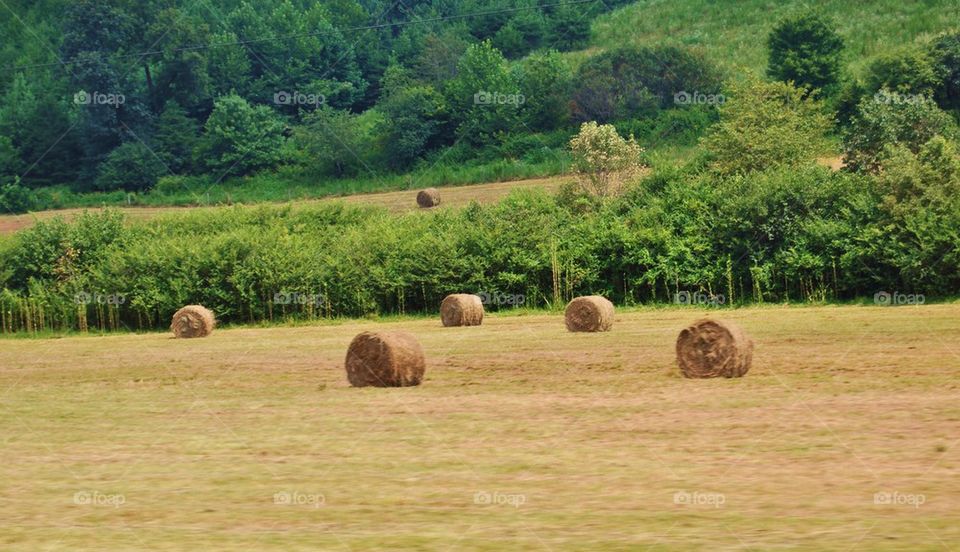 Hay bales in the field