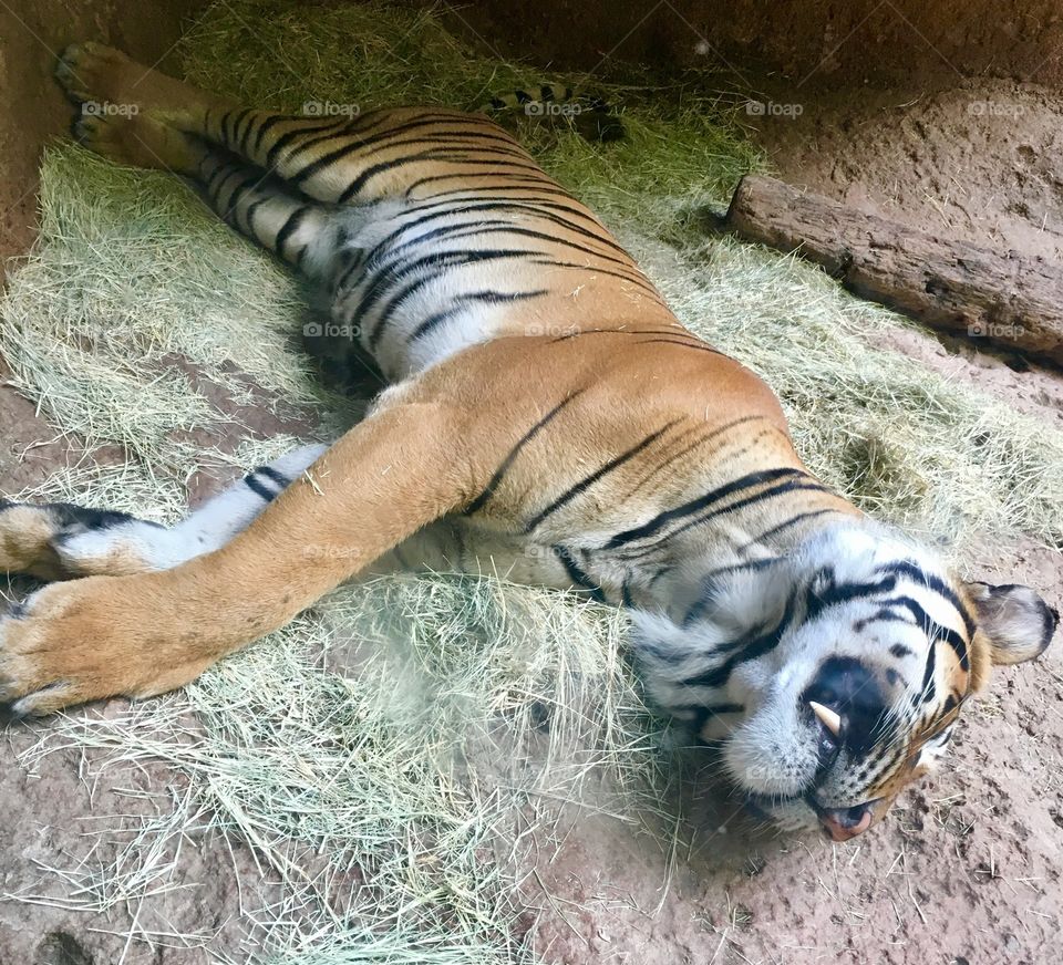 Sleeping Tiger
