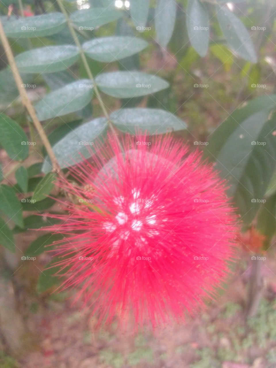 Beauty of Red Wild Flower