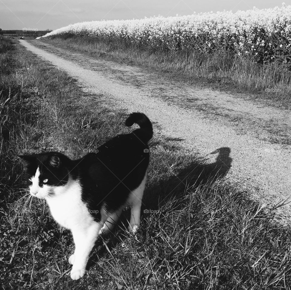 Cat portrait in the field black and white