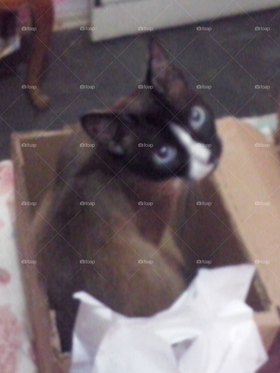 Gato adora uma caixa, como resistir a esse olhar?!/Cat loves a box, how to resist that look?!