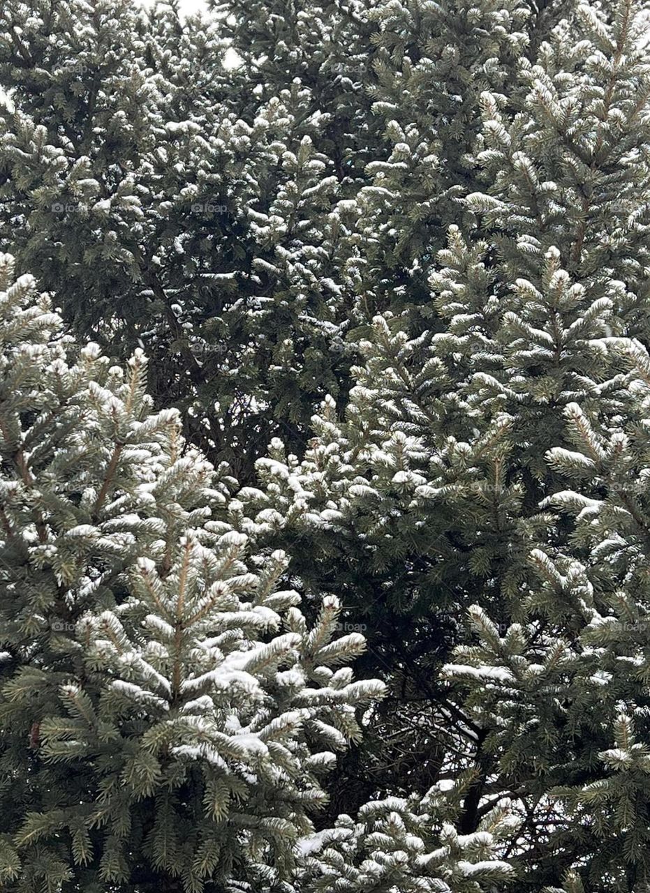 Pine tree with a blanket of snow