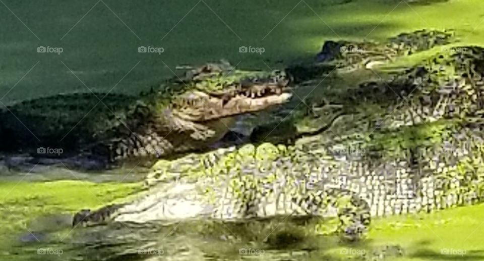 Green Gators
