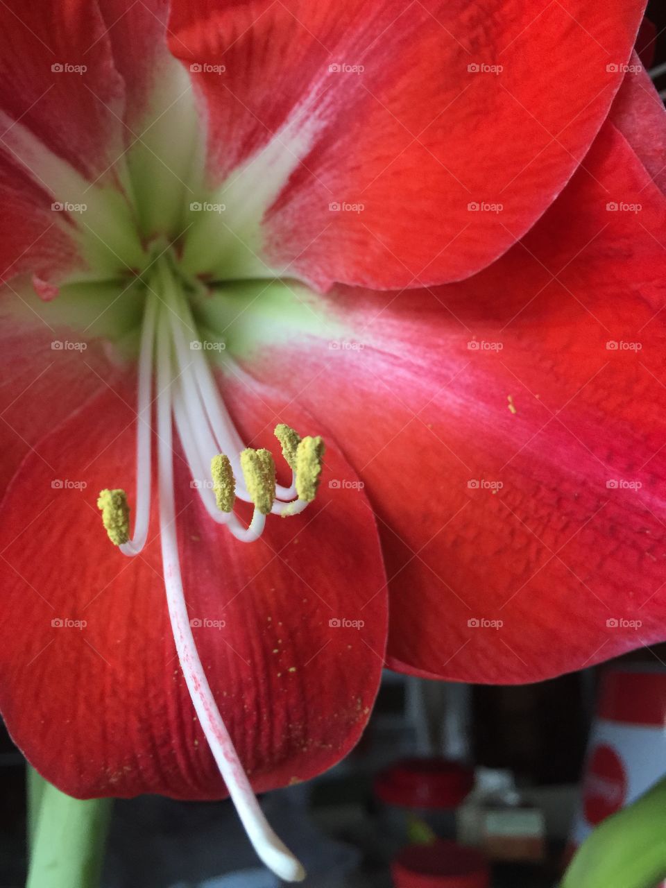 Amaryllis Flower