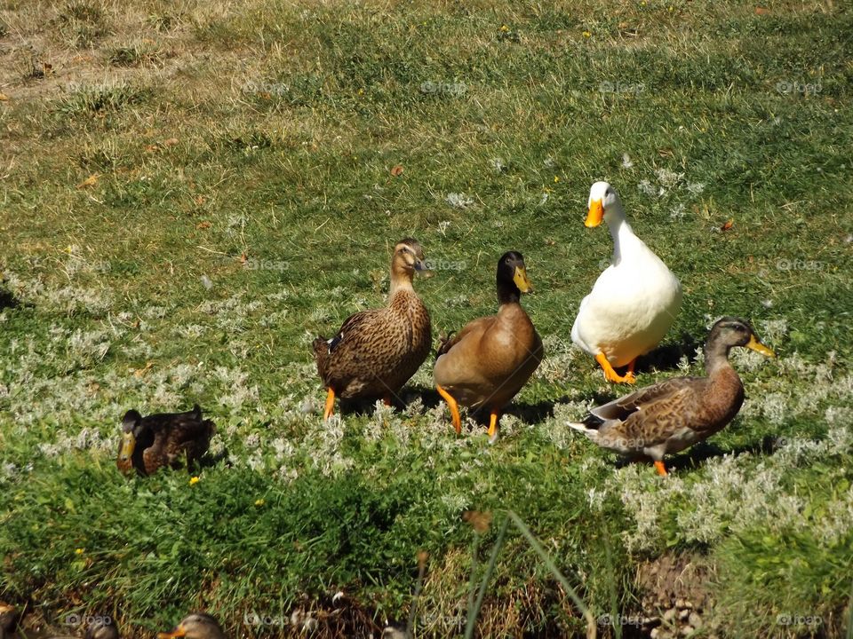 Duck, duck, goose 