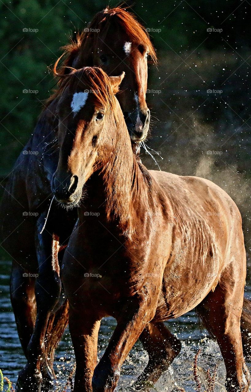 Wild Stallions Sparring in River